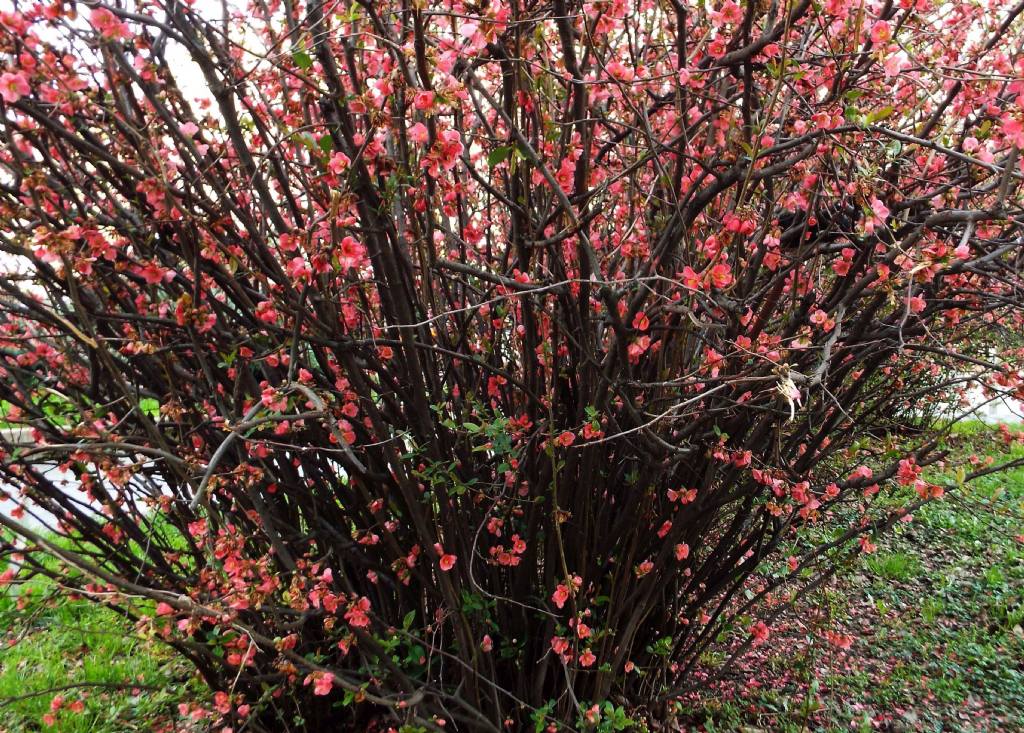 cv di Chaenomeles speciosa (Rosaceae)